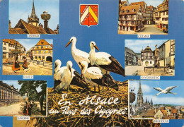 CPM - En Alsace Au Pays Des Cigognes - Alsace