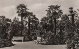 88490 - Bad Pyrmont - Palmengarten - 1965 - Bad Pyrmont