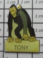 2120 Pin's Pins / Beau Et Rare / ANIMAUX / SINGE CHIMPANZE TONY Par DE BEUKELAER - Animales