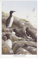 PC37119 Common Guillemots. Geoff White. Albany House - World