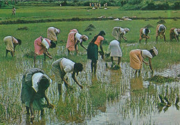 CPM GF-17982- Sri Lanka (Ceylan)-Transplanting Paddy -Livraison Offerte - Sri Lanka (Ceilán)