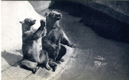 E29 / DEPT 94 . CPA ZOO DE VINCENNES UN COUPLE D'OURS BRUN NEUVE - Bears