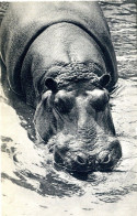 E29 / DEPT 94 . CPA ZOO DE VINCENNES HIPPOPOTAME NEUVE - Hippopotamuses