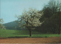 116807 - Frohe Pfingsten Blühender Baum - Pentecost
