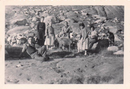 ALPES LAC LONG 2200m  TROUPEAU DE CHEVRES 1952  ALPINISME  PHOTO ORIGINALE  9 X 6 CM - Places