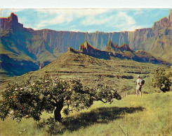 Afrique Du Sud - South Africa - Drakensberg - L'amphithéâtre Naturel Formé Par Les Montagnes Du Drakensberg - CPM - Cart - Afrique Du Sud
