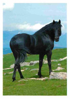 Animaux - Chevaux - Cheval De Meréns - Etalon En Liberté Dans Les Paturages D'altitude De L'Ariège - CPM - Voir Scans Re - Horses