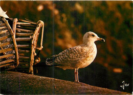 Animaux - Oiseaux - Oiseaux De Mer - Goélands Argentés - Bretagne - CPM - Voir Scans Recto-Verso - Oiseaux