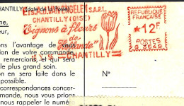 ALLIACÉ - OIGNONS À FLEURS DE HOLLANDE - 1956 - CHANTILLY (OISE) - Other & Unclassified