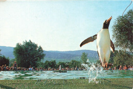 FRANCE - Parc Des Cigognes Hunawihr (68) - Spectacle D'animaux Pêcheurs Manchot - Photo A Visage- Carte Postale Ancienne - Colmar