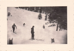 ALPES LE BOREON FORET  1953  ALPINISME  PHOTO ORIGINALE  10 X 7 CM - Places