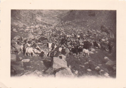 ALPES LE  LAC LONG TROUPEAU DE CHEVRES PRES DU CAMPEMENT 1952 ALPINISME  PHOTO ORIGINALE  10 X 7 CM S1 - Lugares