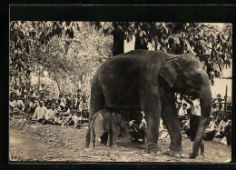 AK Angeketteter Elefant Mit Kalb Vor Zuschauern  - Elefanti