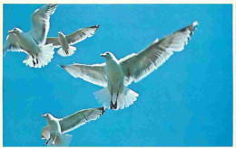 Animaux - Oiseaux - Seagulls In Flight Along The Rock Bound Maine Coast - CPM - Voir Scans Recto-Verso - Oiseaux