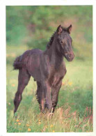 Animaux - Chevaux - Cheval De Meréns - Poulain De Mérens à L'ade De Un Mois Dans Les Vertes Patures De Montagne - CPM -  - Horses