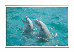 Animaux - Dauphin - Dolphin - CPM - Voir Scans Recto-Verso - Delfini