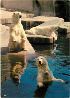 Animaux - Ours - Muséum National D'Histoire Naturelle De Paris - Ours Blancs - Zoo - Bear - CPM - Voir Scans Recto-Verso - Bären