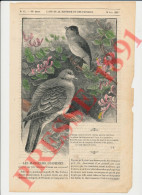 7 Vues 1891 Mac Farlane Cannibalisme En Océanie Papous Papouasie Lifu + Epagneul Chien + Whymper (Charles) Oiseaux - Ohne Zuordnung