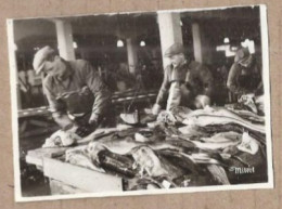 PHOTOGRAPHIE NORVEGE - Fisken Flekkes - TB PLAN Pêcheurs Travail Du POISSON POISSONNERIE - Norvège