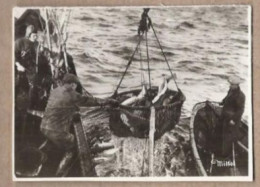 PHOTOGRAPHIE NORVEGE - Torkefiske - TB PLAN Pêcheurs Transport POISSON Dans Filet BATEAU PECHE Pêcheurs - Norwegen