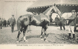 Hippisme * La France Chevaline N°27 1909 * Concours Centrale Hippique * Cheval EPERVIER Alezan - Horse Show