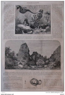 Aquarium Du Jardin Zoologique De Londres - Les Hippocampes - Astéries, Anémones De Mer - Page Original 1860 - Historische Dokumente