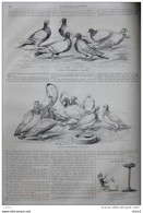 Pigeons Voyageurs - Page Original 1860 - Historical Documents