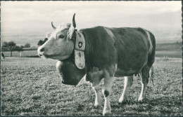 25 Environ De PONTARLIER - Vache Du Haut Doubs Avec Sa " Clarine "  - TB - Pontarlier