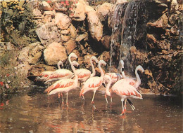 Animaux - Oiseaux - Flamants Roses - Sanary Bandol - Jardin Exotique Et Zoo - La Cascade Aux Flamands Rouges Du Chili -  - Oiseaux
