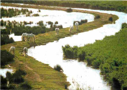 Animaux - Chevaux - Camargue - Chevaux Camarguais Au Bord D'une Roubine - Chevaux En Liberté Dans Les Marais - Carte Neu - Horses