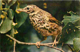 Animaux - Oiseaux - Grives - CPM - Voir Scans Recto-Verso - Birds