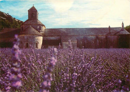 Fleurs - Champs De Lavande - Provence - CPM - Voir Scans Recto-Verso - Flores