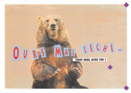OURS Mal Leche  MIEL  24  (scan Recto Verso) MD2501BIS - Bears