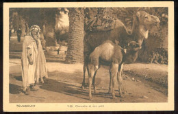 ALGERIE  TOGGOURT  Une Chamelle Et Son Petit édition Librairie Madame DEWAMME PFRCR00004 P - Autres & Non Classés