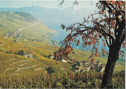 SUISSE - VIGNOBLES DE LAVAUX Entre Vevey Et Lausanne - Lausanne