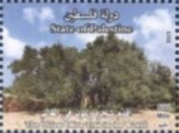 Palestine 2023- The Oldest Olive Tree Set (1v) - Palestina