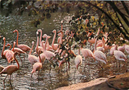 Animaux - Oiseaux - Flamants Roses - Les Mathes - Zoo De La Palmyre - CPM - Voir Scans Recto-Verso - Birds