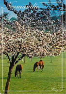 Animaux - Chevaux - Normandie - En Pature - Pommiers En Fleurs - Carte Neuve - CPM - Voir Scans Recto-Verso - Cavalli