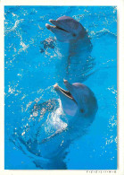 Animaux - Dauphin - Dolphin - CPM - Voir Scans Recto-Verso - Dolfijnen