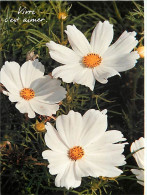 Fleurs - CPM - Voir Scans Recto-Verso - Flowers