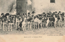 D4550 Meute De Mme La Duchesse D'Uzès - Hunting