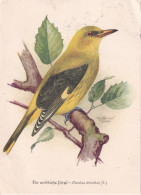OISEAU - Birds