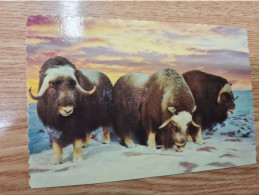 Postcard - Alaskan Musk         (V 37894) - Stiere