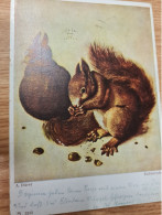 Postcard - Squirrel         (V 37894) - Autres & Non Classés