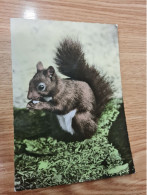 Postcard - Squirrel         (V 37896) - Autres & Non Classés