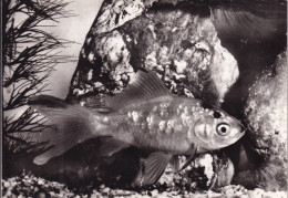 PUBLICITE(PROTEOSULFAN) POISSON(POISSON ROUGE) - Vissen & Schaaldieren