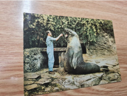 Postcard - See-Elefant         (V 37897) - Autres & Non Classés