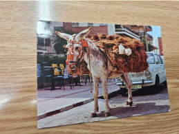Postcard - Donkey         (V 37899) - Donkeys
