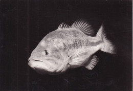 PUBLICITE(PROTEOSULFAN) POISSON(BLACK BASS) - Fish & Shellfish
