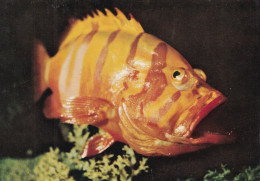 POISSON(GONISTIUS) - Vissen & Schaaldieren